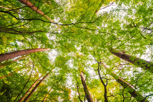 alberi