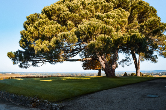 Visite du domaine Château d'Yquem